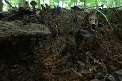 Craterellus