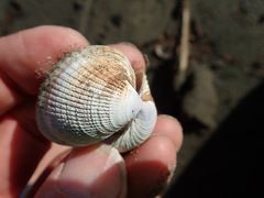 Austrovenus stutchburyi