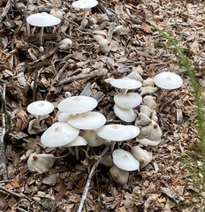 Clitocybula abundans