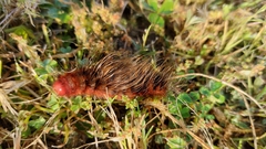 Phyllalia patens