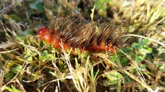 Phyllalia patens