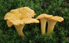 Cantharellus
