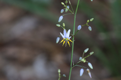 Dianella longifolia