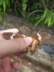 Cethosia hypsea