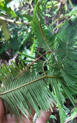 Clitumninae
