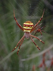 Argiope keyserlingi