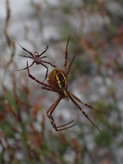 Argiope keyserlingi