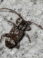 Cerambycidae
