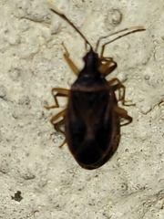Hemiptera