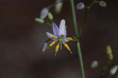Dianella longifolia