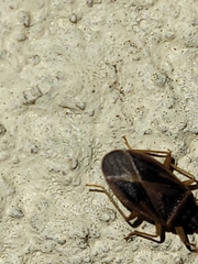 Hemiptera