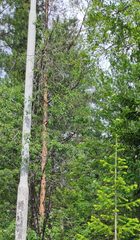 Abies sibirica