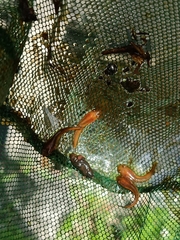 Channa striata