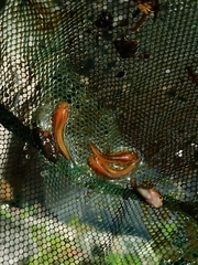 Channa striata