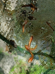 Channa striata