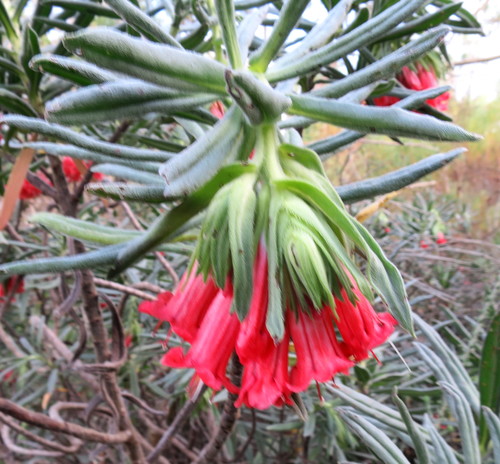 Image of Lobostemon belliformis by no rights reserved