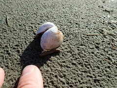 Austrovenus stutchburyi