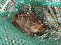 Sphaerichthys osphromenoides