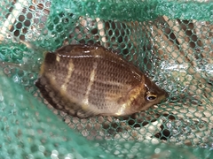 Sphaerichthys osphromenoides