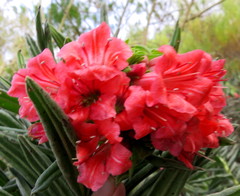 Lobostemon belliformis