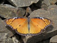 Hypolimnas misippus
