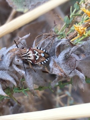 Codophila varia