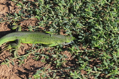 Lacerta bilineata