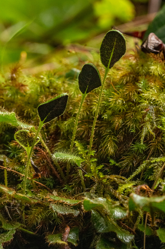 Elaphoglossum spatulatum image