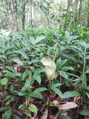 Amorphophallus mayoi