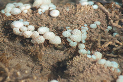 Eudistoma elongatum