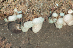 Eudistoma elongatum