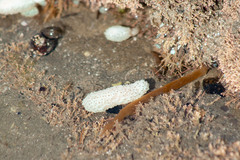 Eudistoma elongatum