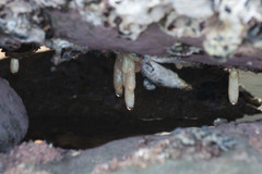 Eudistoma elongatum