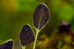 Elaphoglossum spatulatum image