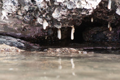 Eudistoma elongatum