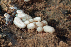 Eudistoma elongatum