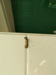 Paraleptomenes miniatus