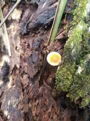 Fungi