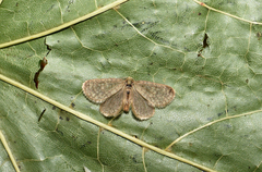 Bijugis bombycella