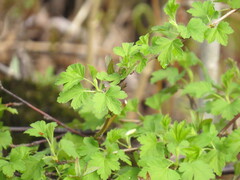 Ribes cynosbati
