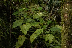 Plectranthus swynnertonii image