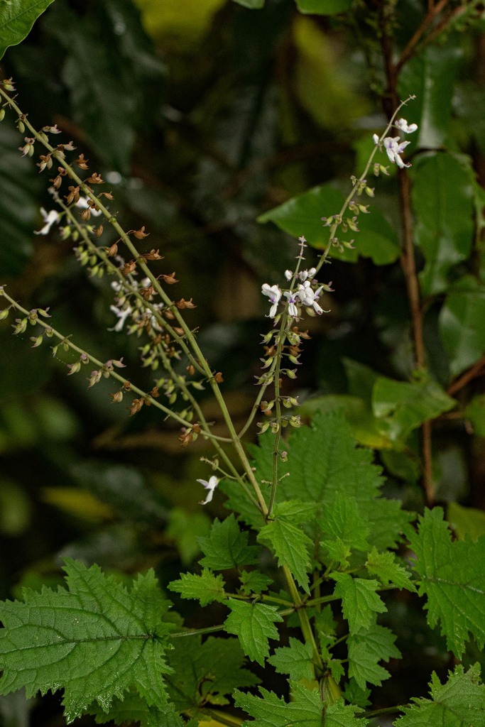 Debengeni Spurflower