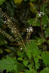 Plectranthus swynnertonii image