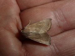 Atethmia ambusta