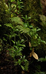 Image of Peperomia abyssinica