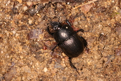 Phelotrupes laevistriatus