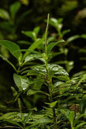 Piperaceae image