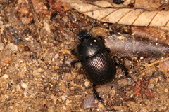 Phelotrupes laevistriatus
