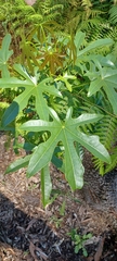 Brachychiton acerifolius