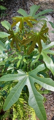 Brachychiton acerifolius